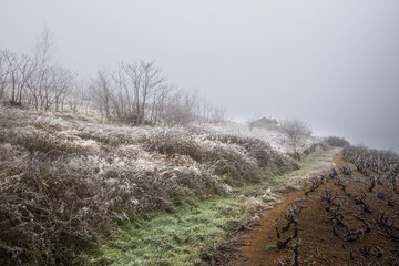 vignes en hiver