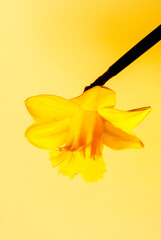 An image of a single yellow daffodil with creative lighting effect © Craig