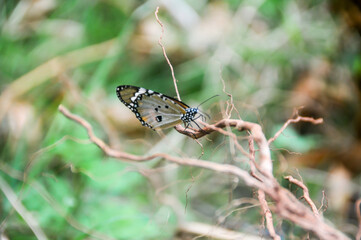 The monarch butterfly