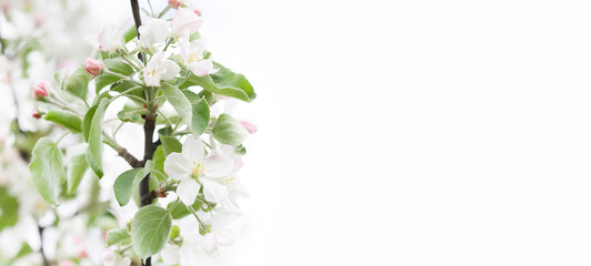 Spring tree with blossoming flowers. A fragment of the branches of an apple tree with white-pink flowers close-up on a bright day. White background with place for writing text.