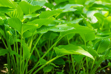 Ornamental plant - Hosta clausa green, a plant of shade and partial shade, with green leaves.