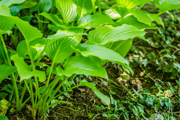 Ornamental plant - Hosta clausa green, a plant of shade and partial shade, with green leaves.