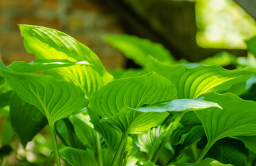 Naklejka na ściany i meble Ornamental plant - Hosta clausa green, a plant of shade and partial shade, with green leaves.