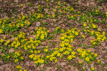 Close up of Eranthis hyemalis in the park of Wiesbaden / Germany on a sunny spring day 