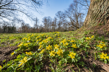Close up of Eranthis hyemalis in the park of Wiesbaden / Germany on a sunny spring day 