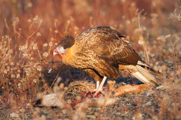 Juvenile Crested Caracara (Caracara plancus) with prey