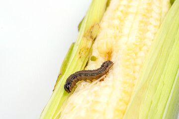 Fall armyworm on damaged corn with excrement.