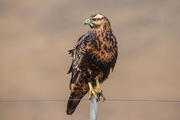 Juvenile Black-chested Buzzard-eagle (Geranoaetus melanoleucus) perched on pole
