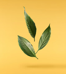 beautiful fresh green spathifyllum leaves