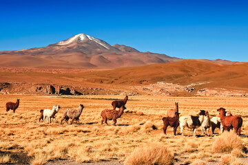 Paysage coloré avec Lamas au Sud Lipez cordillère des Andes Bolivie pays de contraste à fortes nuances de couleurs