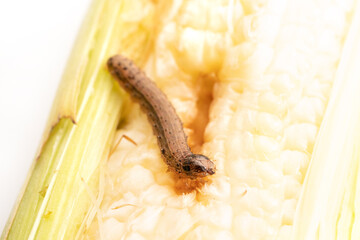 Fall armyworm on damaged corn with excrement.
