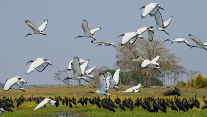 Fototapeta na wymiar Flock of ibises in flight against the backdrop of the African landscape. Botswana. Africa.