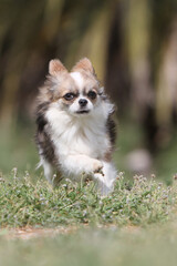 Chihuahua poil long en pleine course dans une pairie