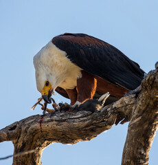 African fish eagle is sitting on a branch with a fish in its claws. Africa. Botswana. Okavango Delta.
