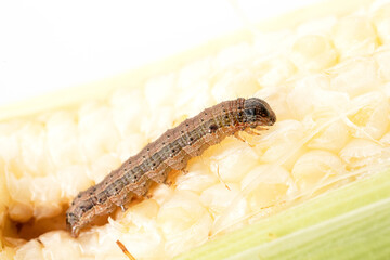 Fall armyworm on damaged corn with excrement.