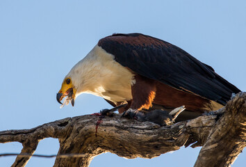 African fish eagle is sitting on a branch with a fish in its claws. Africa. Botswana. Okavango Delta.