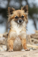 Chihuahua poil court les deux pattes avant sur un tronc 