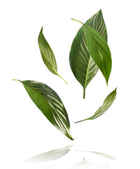 beautiful fresh green spathifyllum leaves