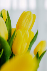 Bright fresh yellow tulips closeup on white background. Tulips' buds closeup with water drops on petals and stem. Bunch of tulips with water drops closeup.
