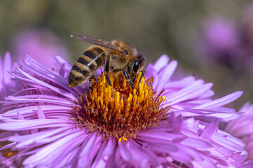 A bee on a flower collects nectar. 