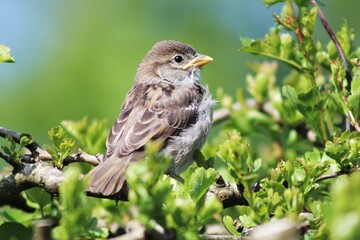 Spatz im Gr&uuml;nen