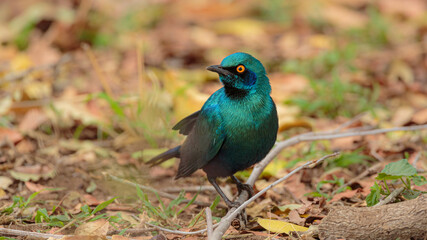 Cape glossy starling (Lamprotornis nitens) sitting on the ground