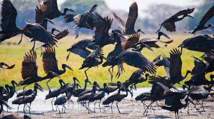 Flock of Open-billed Storks on the ground and in flight. Kafue National Park. Zambia.