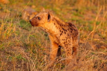Spotted hyena (Crocuta crocuta) cub on the alert in warm afternoon light