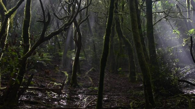 Lumi&egrave;re en for&ecirc;t, Laurisylve dans le parc naturel d'Anaga &agrave; Tenerife