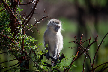 Vervet Monkey 