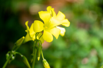 オオキバナカタバミの黄色い花
