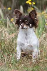 Chihuahua poil court assis dans des hautes herbe