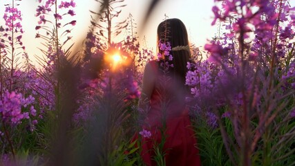 View back of young brunette woman walks along pink field among florets of willow tea, she touch flowers blooming sally.Girl in tall stems of fireweed on bright sunny evening at sunset.