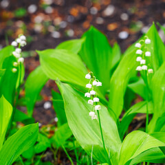 White Lily of the valley flowers on a natural background