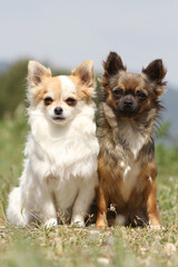 Deux Chihuahua  de différentes couleur assis dans l'herbe