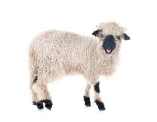 Valais Blacknose in studio