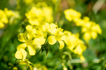 オオキバナカタバミの黄色い花
