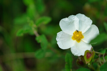 Rockrose flower in foreground with out of focus background.