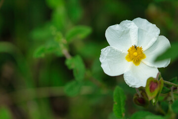 Rockrose flower in foreground with out of focus background.