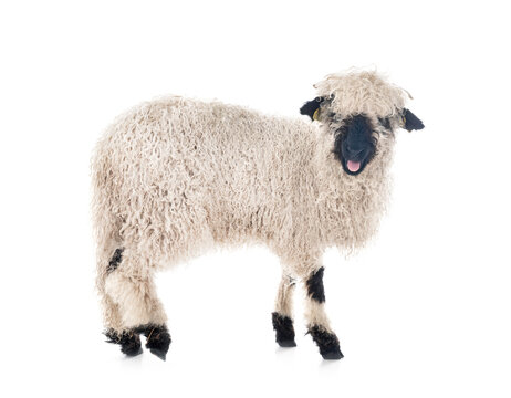 Valais Blacknose In Studio