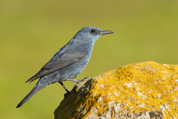 Male Blue rock thrush with rutting plumage in his breeding territory at his favorite perches in the last light of day