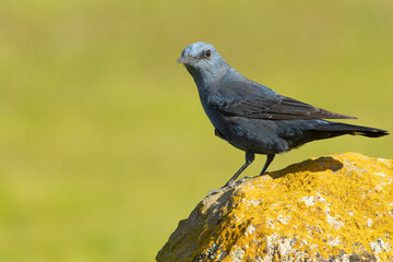Male Blue rock thrush in breeding plumage with late afternoon lights in his breeding territory