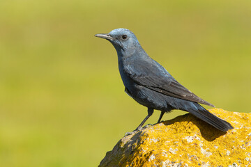 Male Blue rock thrush in breeding plumage with late afternoon lights in his breeding territory
