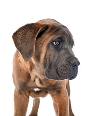 Obraz premium puppy cane corso