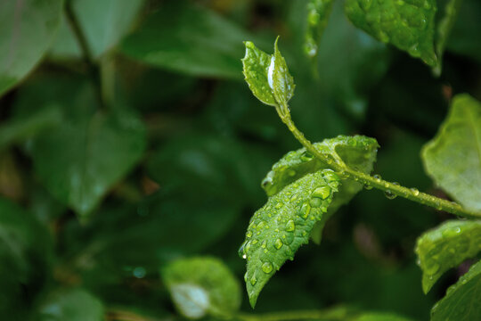 dew drops on the green leaves. wonderful close up nature background. freshness concept