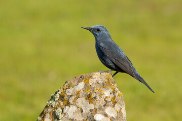 Male Blue rock thrush in breeding plumage with late afternoon lights in his breeding territory