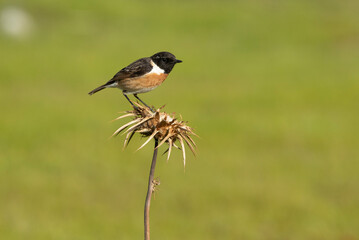 Male of Common stonechat in breeding plumage with the last lights of the afternoon in its breeding territory