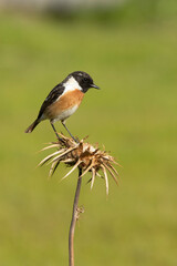Male of Common stonechat in breeding plumage with the last lights of the afternoon in its breeding territory