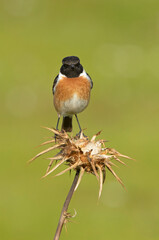 Male of Common stonechat in breeding plumage with the last lights of the afternoon in its breeding territory