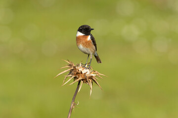 Male of Common stonechat in breeding plumage with the last lights of the afternoon in its breeding territory